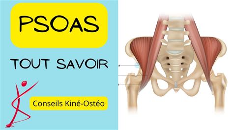 Qu Est Ce Que L Ilio Psoas Tout Comprendre Sur Ce Muscle La Mode