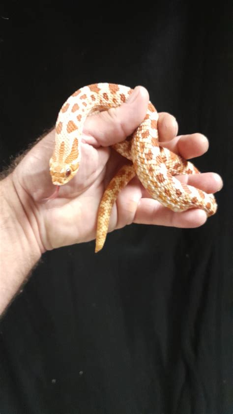 ADULT MALE EXTREME RED ALBINO HOGNOSE SNAKE - Reptile Mart