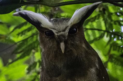 Crested Owl Lophostrix Cristata · Inaturalist