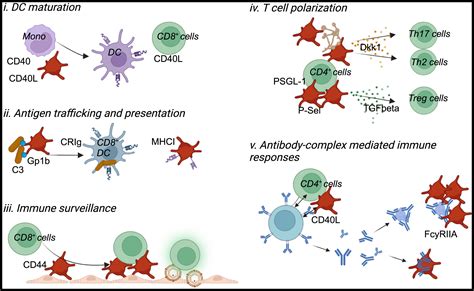 Platelets Orchestrators Of Immunity In Host Defense And Beyond Immunity