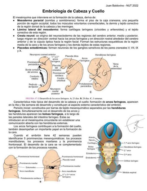 Embriología de Cabeza y Cuello Juan Baldovino uDocz