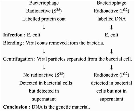 Class 12th Biology Chapter 6 Molecular Basis Of Inheritance Ncert Quick Revision Notes For Neet