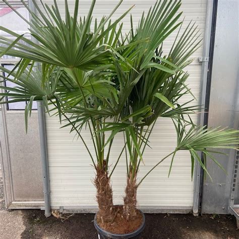 Trachycarpus Fortunei Met Dubbele Stam 190 Cm Tas Boomkwekerij