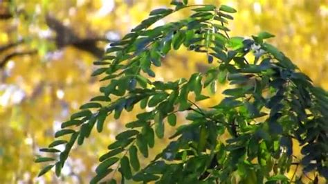 Light Breath Of Colored Autumn A Gentle Breeze Gently Sways The Tree