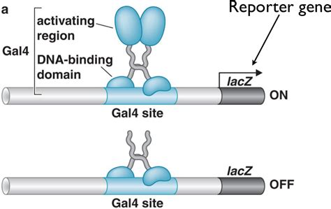 Common Techniques In Molecular Biology Andrew Gibiansky