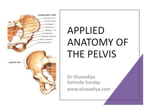 Applied Anatomy Of The Pelvis Prof Ks Oluwadiya Online