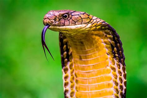 Are Snakes Reptiles WorldAtlas