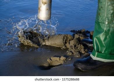 Senior Man Using Clam Gun Dig Stock Photo 1575288688 | Shutterstock