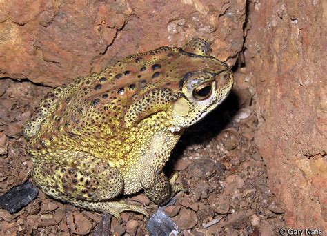 Duttaphrynus Bufo Melanostictus Common Indian Toad