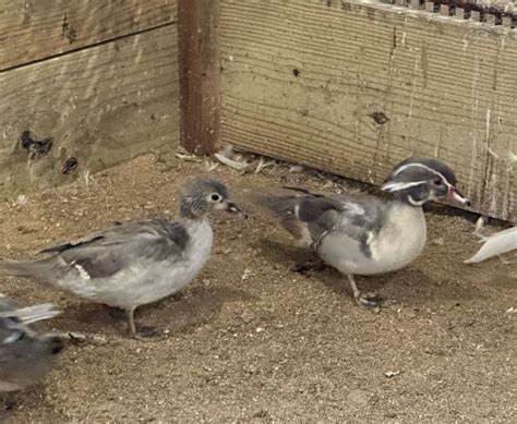 Pre Sale 3 Silver And Platinum Wood Duck Hatching Eggs Very Rare