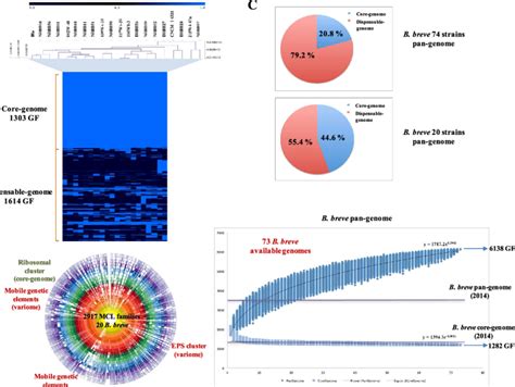 Comparative genomics of 20 Bifidobacterium breve strains.... | Download ...