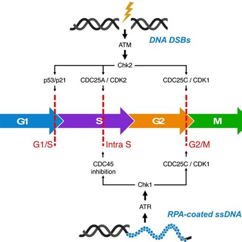 The Role Of ATM And ATR In Cell Cycle Regulation Following DNA Damage