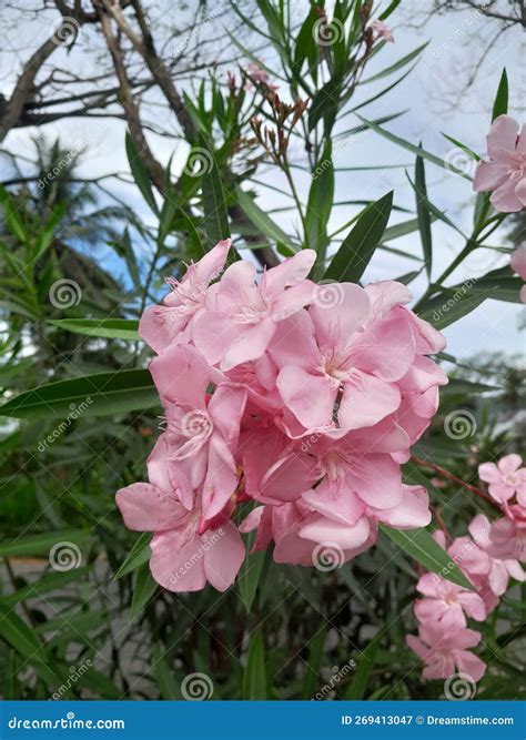 A Nerium Oleander Flower by the Roadside Taken with a Normal Shot Stock