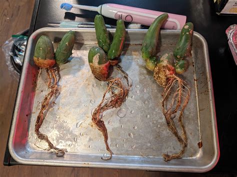 HydroPenis™ maintenance & new transplants : r/sanpedrocactus