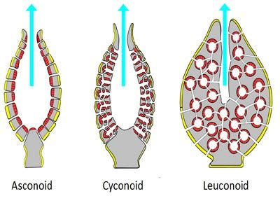 Porifera Characteristics And Classification Biology Edu Care