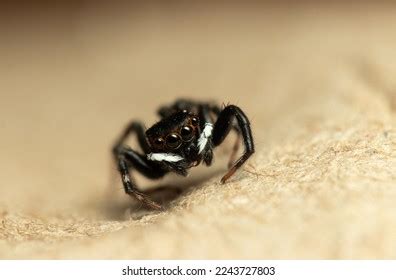 Adansons House Jumper Jumping Spider Saticidae Stock Photo 2243727803 ...