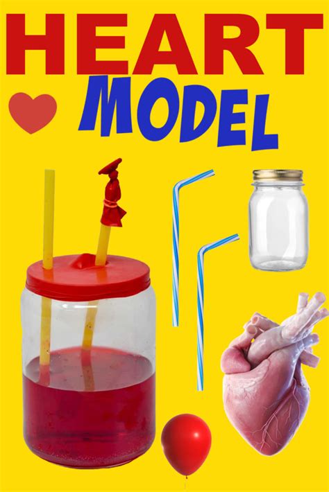 Pumping Heart Model