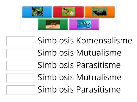 Jenis Jenis Simbiosis Une Las Parejas