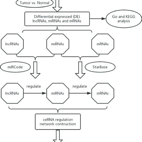 Flow Chart Of Comprehensive Bioinformatics Analysis In The Construction