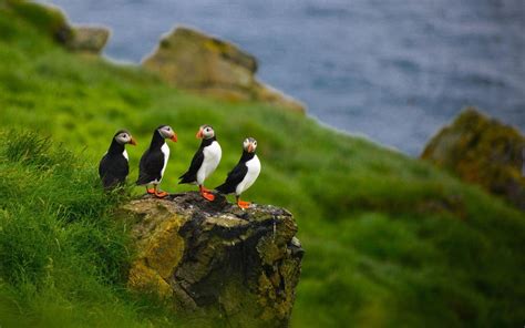 Puffin Wallpapers - Wallpaper Cave