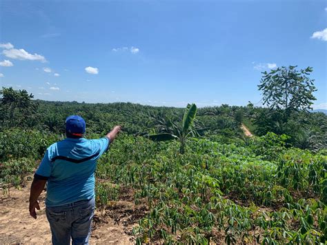 Oil Palm Plantation Expenses James Young