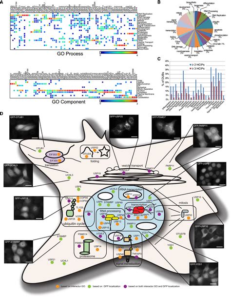 Defining The Human Deubiquitinating Enzyme Interaction Landscape Cell