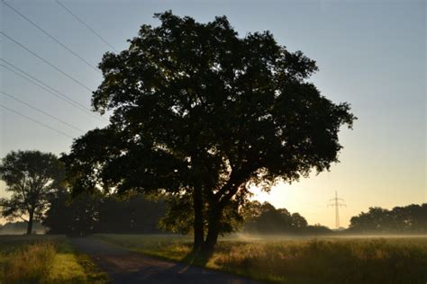 Kostenlose Foto Baum Natur Wald Himmel Nebel Feld Sonnenlicht