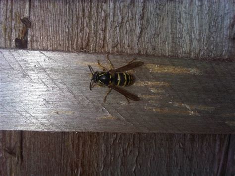 Wasp Nest Removal Destruction - Suffolk Pest Control Company