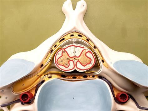 Spinal Cord Structures Flashcards Quizlet