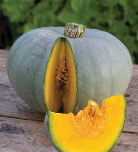 Crown Prince Pumpkin Squash Organic Seeds Rare 5 Seeds 2019 Etsy In