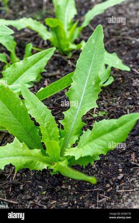 Growing Celtuce Hi Res Stock Photography And Images Alamy