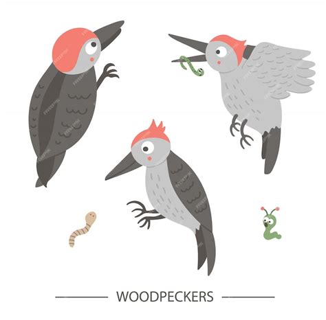 Premium Vector Vector Set Of Cartoon Style Hand Drawn Flat Funny Woodpeckers In Different