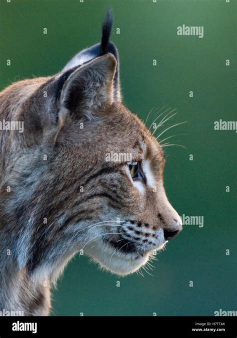 Eurasian Lynx Lynx Lynx Portrait Neuhaus Germany Stock Photo Alamy