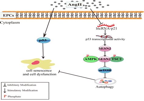 schematic model  lncrna p activated sesnampktsc pathway