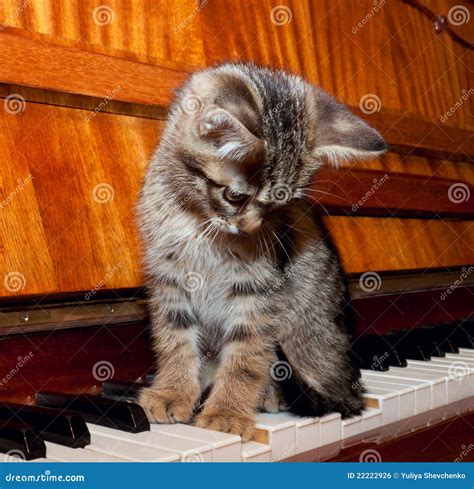 The Kitten Sitting On The Piano Keyboard Stock Photo Image Of