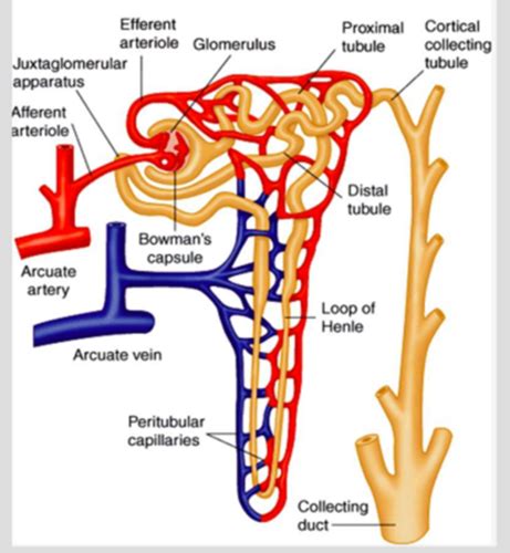 Nephro Exam 1 Lecture 5 Flashcards Quizlet