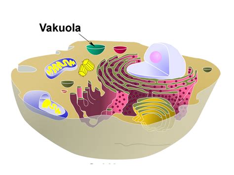 Pengertian dan Fungsi Vakuola Beserta Gambarnya - Kurikulum Pedia