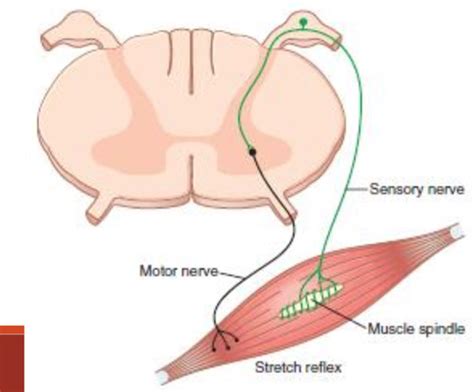 Nervous System Reflexes Synapses And AP Flashcards Quizlet