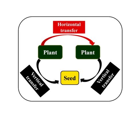 Endophytes In Plant Growth Regulation Download Scientific Diagram