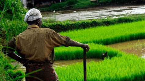 Apa Itu Budidaya Arti Manfaat Dan Contoh Budidaya Adalah Id