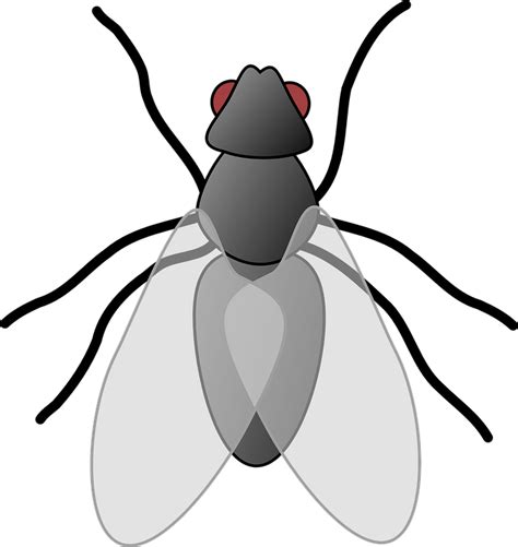 House Fly Insect · Free vector graphic on Pixabay