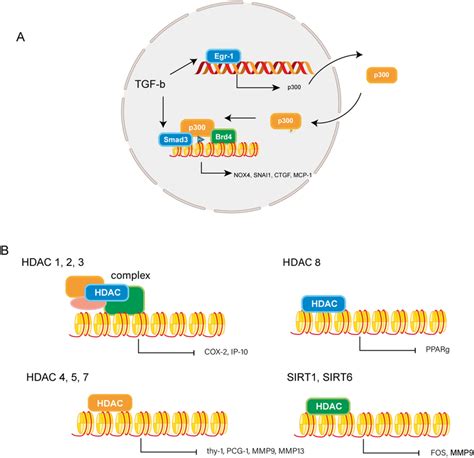 Roles Of Histone Acetylation In Fibrosis A Interactions Between