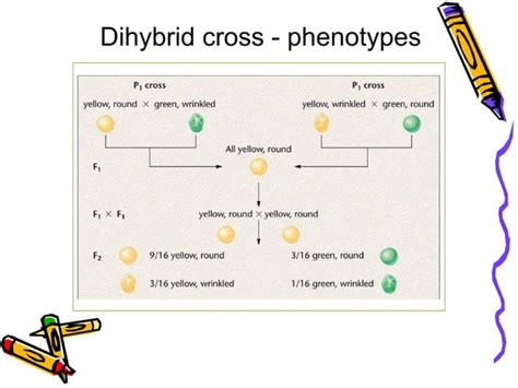 Linkage And Crossing Over Ppt