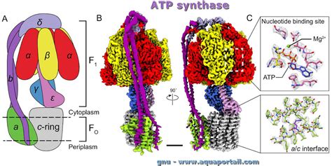 Atp Synthase Définition Et Explications Aquaportail