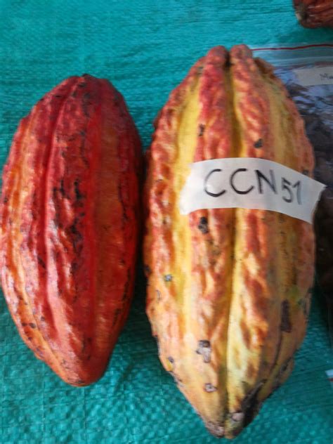 Servicios Integrales Del Agro Mazorcas De Clones De Cacao Productivos