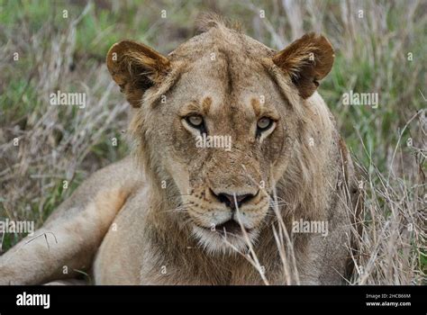 African Lion in its natural habitat in the bush Stock Photo - Alamy