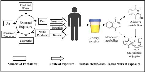 General Scheme Of Human Biomonitoring Of Phthalates By Urinary