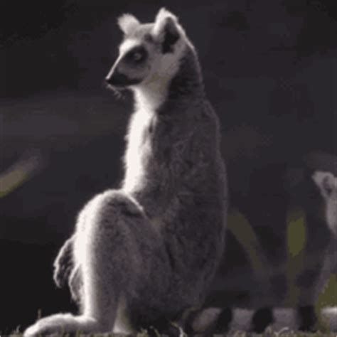 Lemur GIFs | Tenor