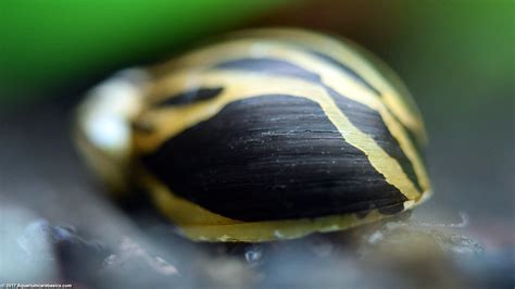 Nerite Snails Algae Eating Care Lifespan Eggs Video