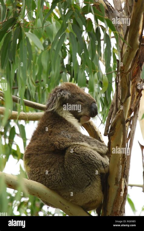 Koala Bear Australia Stock Photo - Alamy